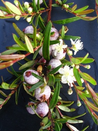 Austromyrtus dulcis x tenuifolia