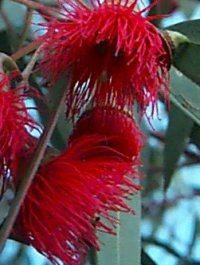 Pink Flowered Yellow Gum