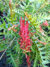 Grevillea Boongalla Spinebill