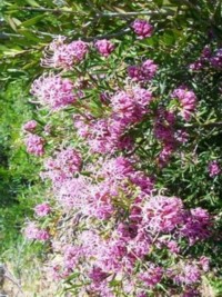 Grevillea Amethyst