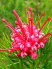 Grevillea Canberra Gem