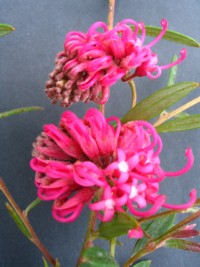 Grevillea Shirley Howie