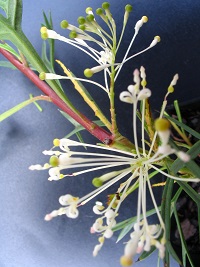 Grevillea White Wings