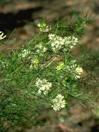 Grevillea paniculata