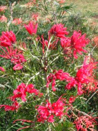 Grevillea Scarlet Sprite