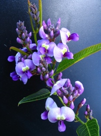 Hardenbergia violaceae Bliss