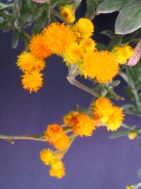 Helichrysum apiculatum
