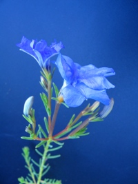 Lechenaultia biloba compact Blue