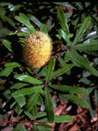 Banksia asplenifolia