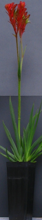 Bushranger Kangaroo Paw