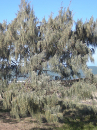 Casuarina equisetifolia ssp incana