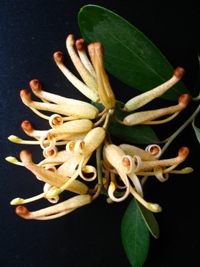 Grevillea victoriae Yellow Flowering