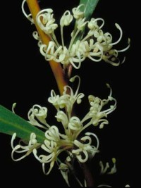 Hakea salicifolia ssp angustifolia