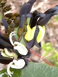 Black Coral Pea