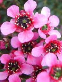 Leptospermum nanum dwarf pink