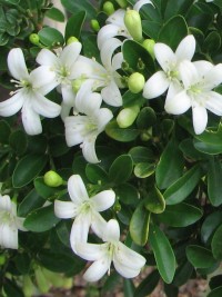 Murraya paniculata