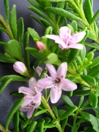 Myoporum parvifolium pink