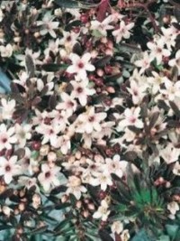 Myoporum parvifolium purpurea