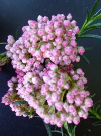 Ozothamnus Beckers Pink Bouquet