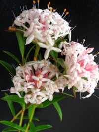 Pimelea linifolia Pink