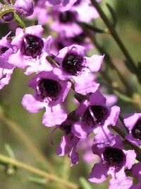 Prostanthera howelliae Purple