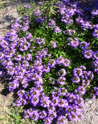 flatter-growing habit