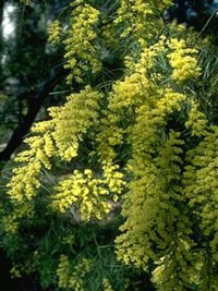 Acacia fimbriata