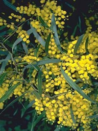 Acacia macradenia