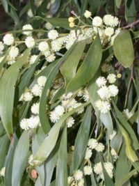 Acacia melanoxylon