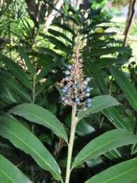 Alpinia coerulea