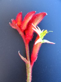 Anigozanthos Bush Devil