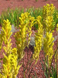 Anigozanthos Bush Gold