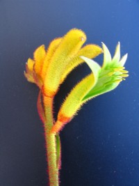 Anigozanthos Bush Nugget