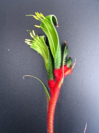 Anigozanthos Royal Cheer