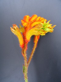 Anigozanthos Bush Tango