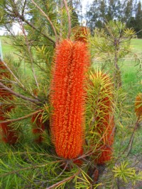 Banksia spinulosa x ericifolia