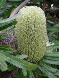 Banksia aemula