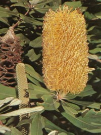 Banksia integrifolia