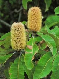 Banksia robur