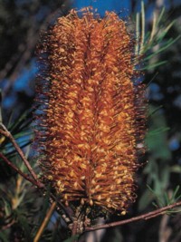 Banksia spinulosa v collina