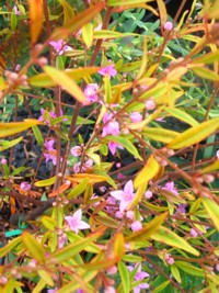 Boronia keysii