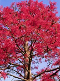 Brachychiton acerifolius