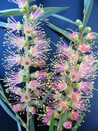 Callistemon Baroondah Station