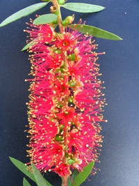 Callistemon Candy Pink