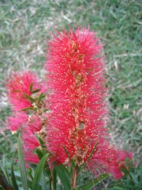 Callistemon Captain Cook