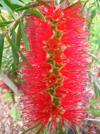 Callistemon Dawson River Weeper