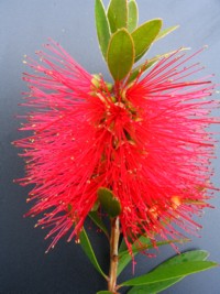 Callistemon Firebrand