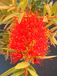 Callistemon Hinchinbrook