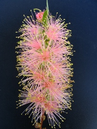 Callistemon Injune