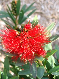 Callistemon Little John